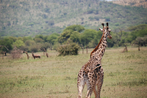 Serengeti Nationalpark, Massaigiraffen