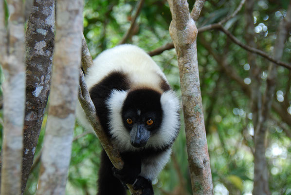 Madagaskar, Akanin ny Nofy, Besuch des Reservates Palmarium, Schwarzweiß Varis