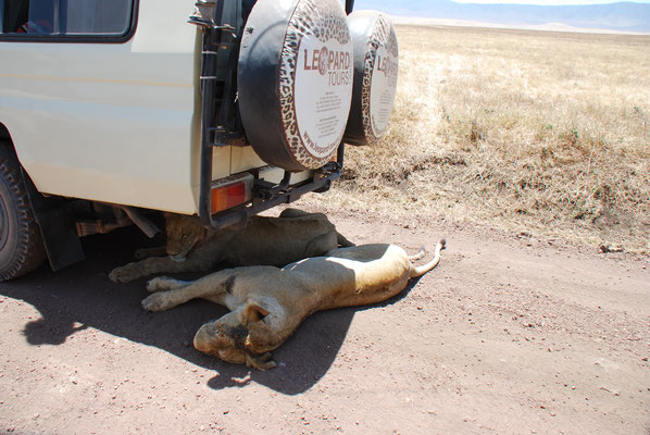 Ngorongoro Krater, Autochaos bei der Löwenbesichtigung