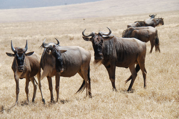 Ngorongoro Krater, Gnus