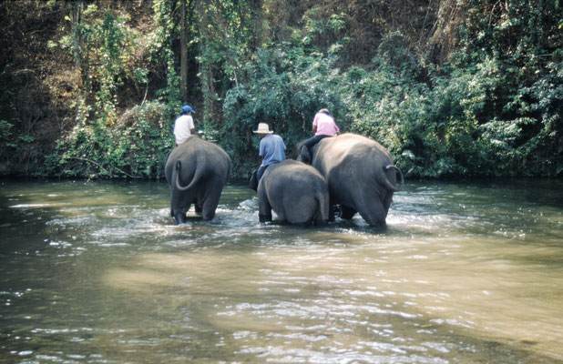 Thailand, Elefantencamp