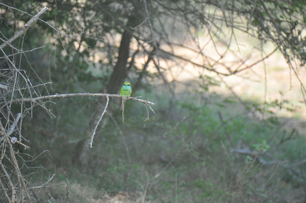 Sri Lanka, Yala Nationalpark