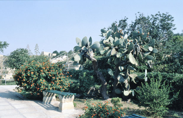 Malta, Botanischer Garten