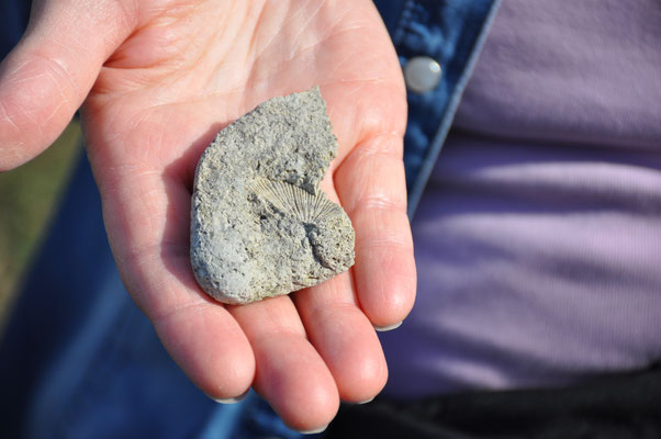 Estland, Insel Saarema, Steilhang mit Fossilienfunden