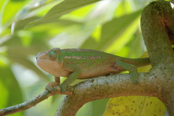 Madagaskar, Zoo Nähe Andasibe Nationalpark, Chamäleon