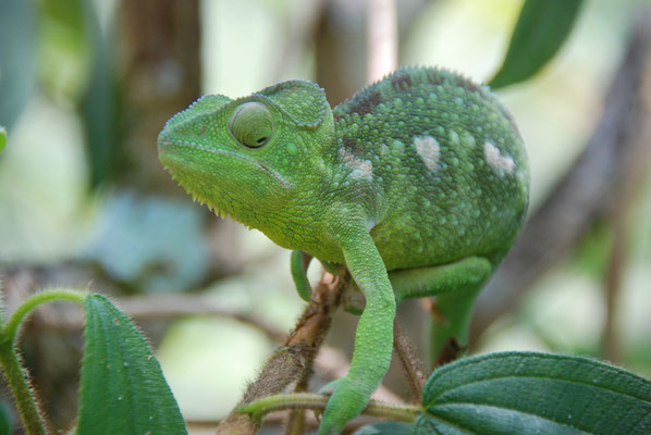 Madagaskar, Zoo Nähe Andasibe Nationalpark, Chamäleon