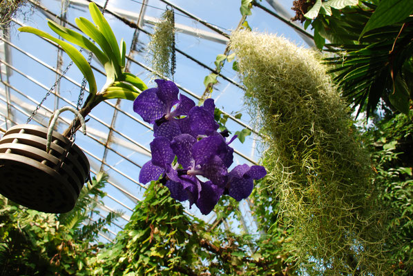 Schottland, Edinburgh, Botanischer Garten