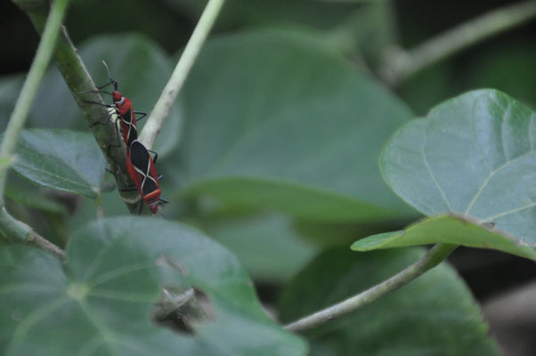 Taiwan, Insekten