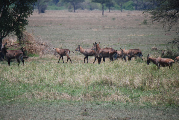 Serengeti Nationalpark, Ellipsen-Wasserbock