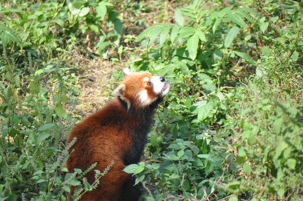 China, Chongqing, Zoo, kleine roter Panda
