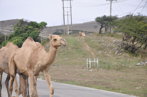 Oman, Salalah, Kamele