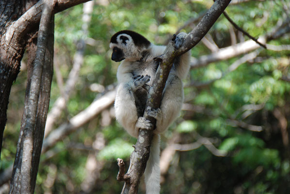 Madagaskar, Ranohira, Isalo Nationalpark, Kronen Sifakas