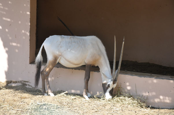 Oman, Nizwa, Festung, weiße Oryx