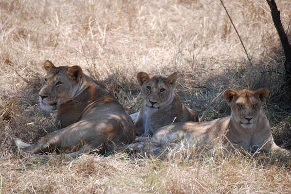 Serengeti Nationalpark, Löwen