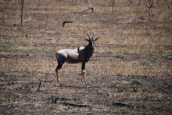 Serengeti Nationalpark, Topi oder Leierantilope