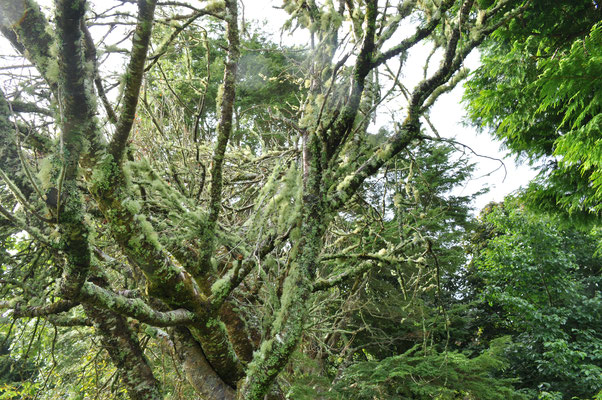 Irland, Muckross House mit Garten