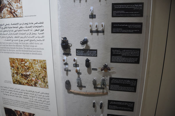 Oman, Muscat, Naturhistorisches Museum mit Botanischem Garten und Weihrauchbaum
