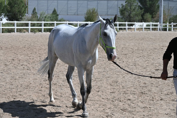 Turkmenistan, Ashgabad, Gestüt der Achal Tekkiner Pferde