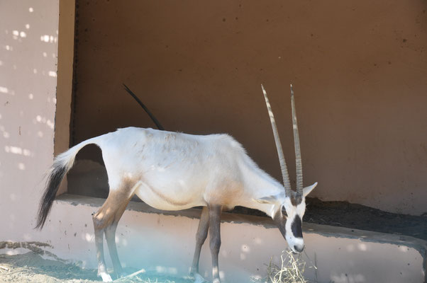 Oman, Nizwa, Festung, weiße Oryx