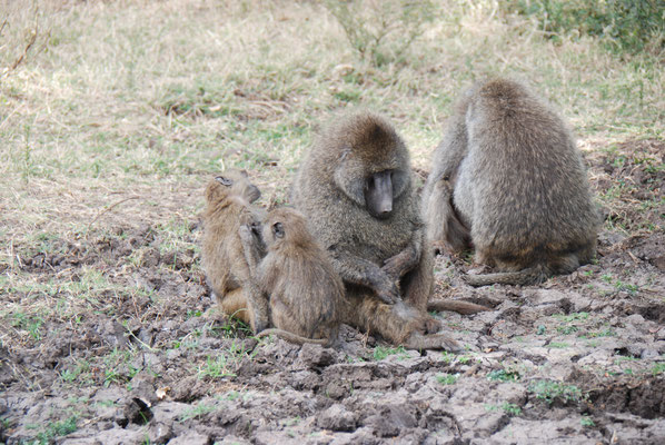 Ngorongoro Krater, Steppenpaviane