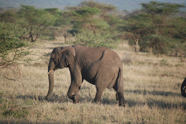 Serengeti Nationalpark, Elefanten