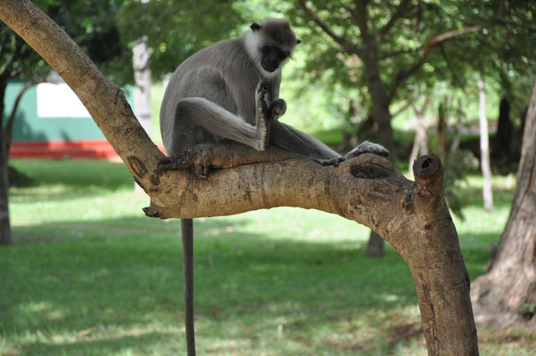 Sri Lanka: Anuradhapura, Affen in der Tempelanlage