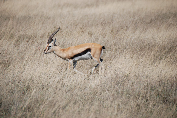 Serengeti Nationalpark, Thomson Gazelle
