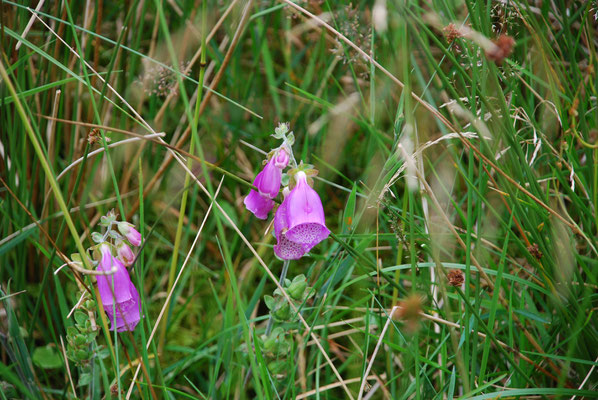 Schottland, Argyll Forest Park