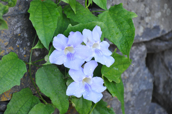 Madeira, Funchal, Botanischer Garten