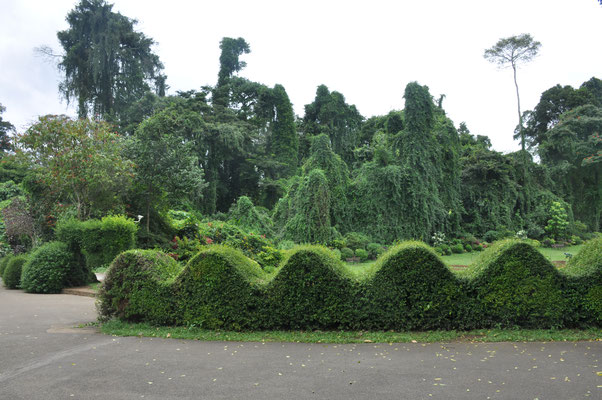 Sri Lanka, Kandy, Royal Botanic Gardens