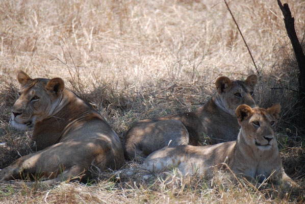 Serengeti Nationalpark, Löwen