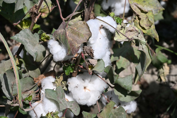 Usbekistan, Besuch eines Baumwollfeldes