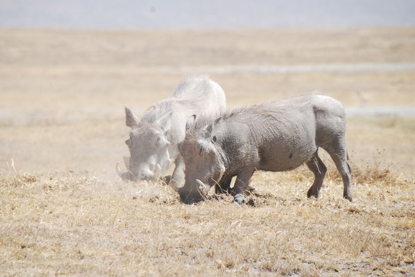 Ngorongoro Krater, Warzenschweine