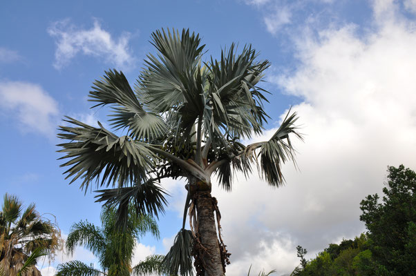 Madeira, Funchal, Botanischer Garten