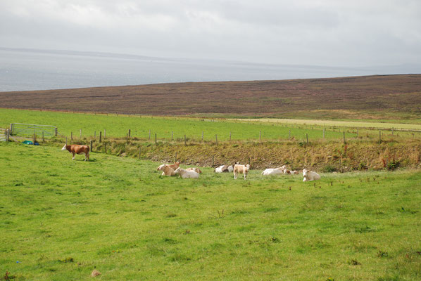 Schottland, Orkney Insel