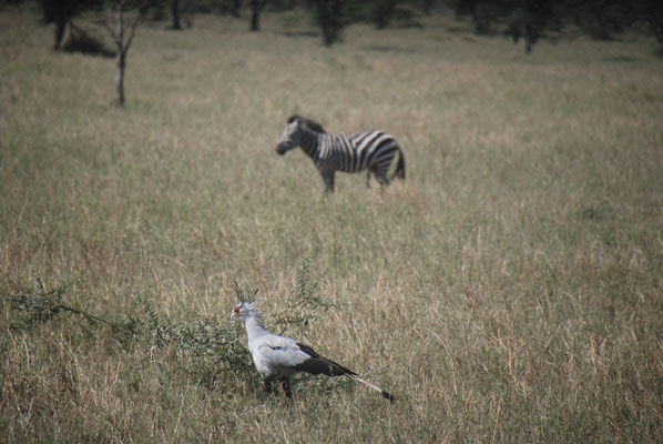 Serengeti Nationalpark, Sekretärvogel