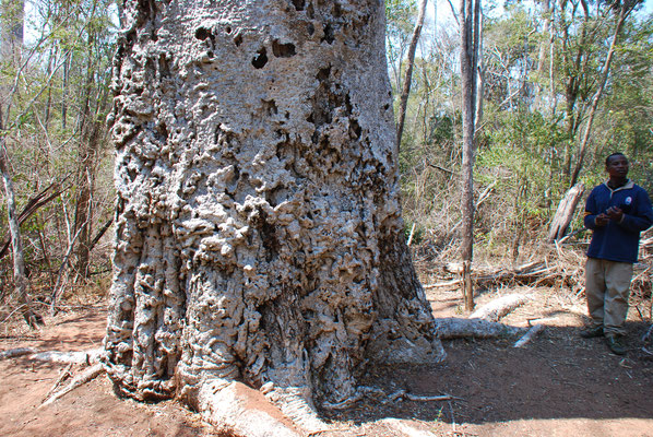 Madagaskar, Zumbize Nationalpark,  Baobab oder afrikanischer Affenbrotbau Adansonia digitata