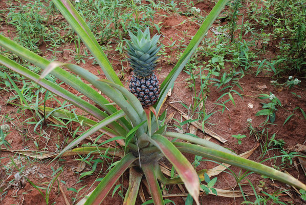 Sansibar, Gewürzfarm von Kizimbani, Ananas