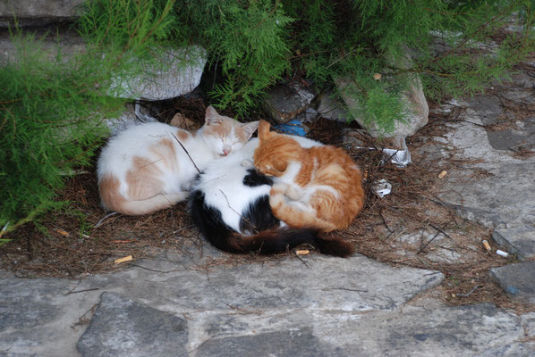 Griechenland: Insel Mykonos, Katzen