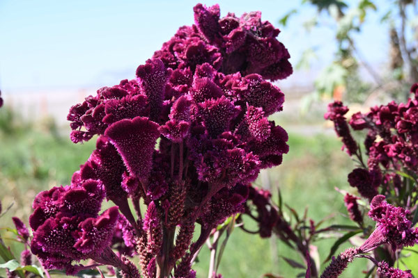 Usbekistan:  Auf dem Weg von Taschkent nach Sarmakant, Wüstenpflanze