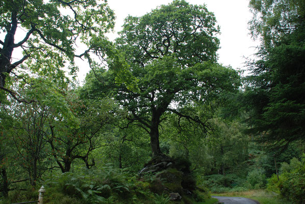 Schottland, Wanderung am Loch Katrin