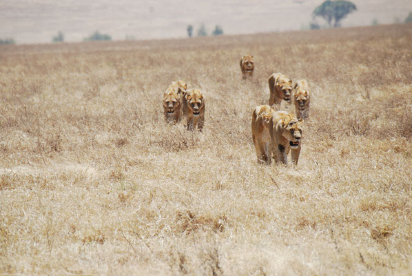 Ngorongoro Krater, Löwen