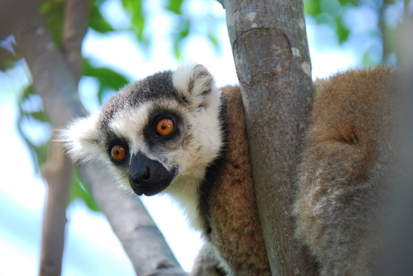 Madagaskar, Anja-Lemurenreservat, Kattas