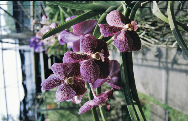 Thailand, Orchideenfarm