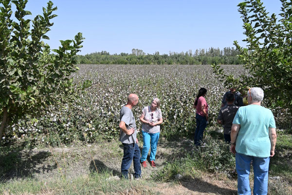 Usbekistan, Besuch eines Baumwollfeldes