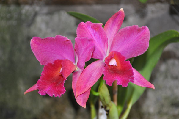 Madeira, Funchal, Orchideengarten, Quinta da Boa Vista
