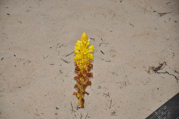 Kap Verden, Insel Sal, Strand mit ungewöhnlichen Pflanzen
