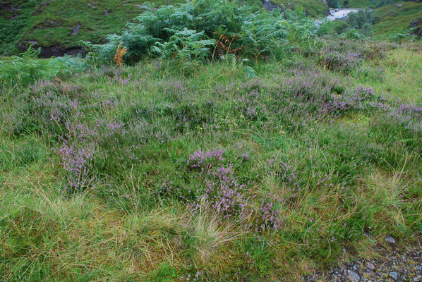 Schottland, Rannoch Moor, größtes Hochmoor Großbritanniens