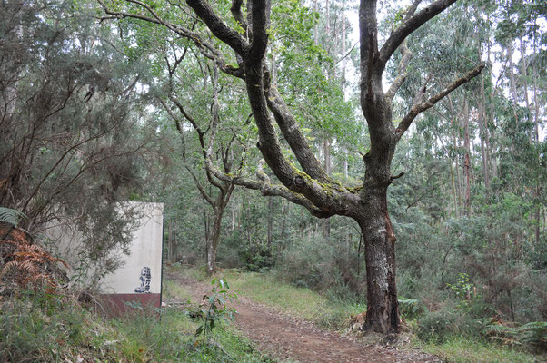 Madeira, Wanderung Levada do Furado