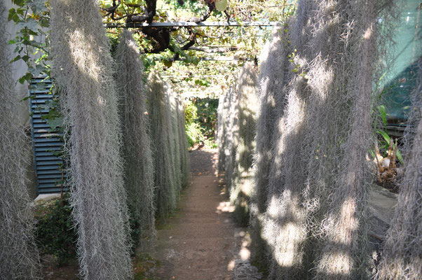 Madeira, Funchal, Orchideengarten, Quinta da Boa Vista